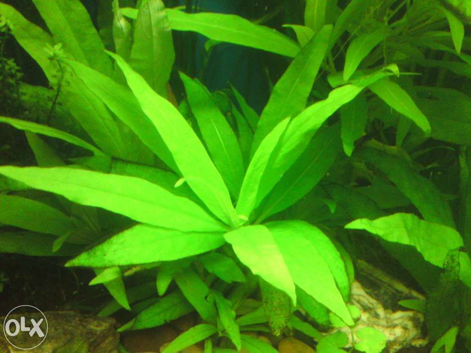 GB hygrophila "thajland" corymbosa roślina akwariowa