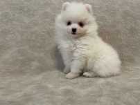Pomeranian suczka mini mini