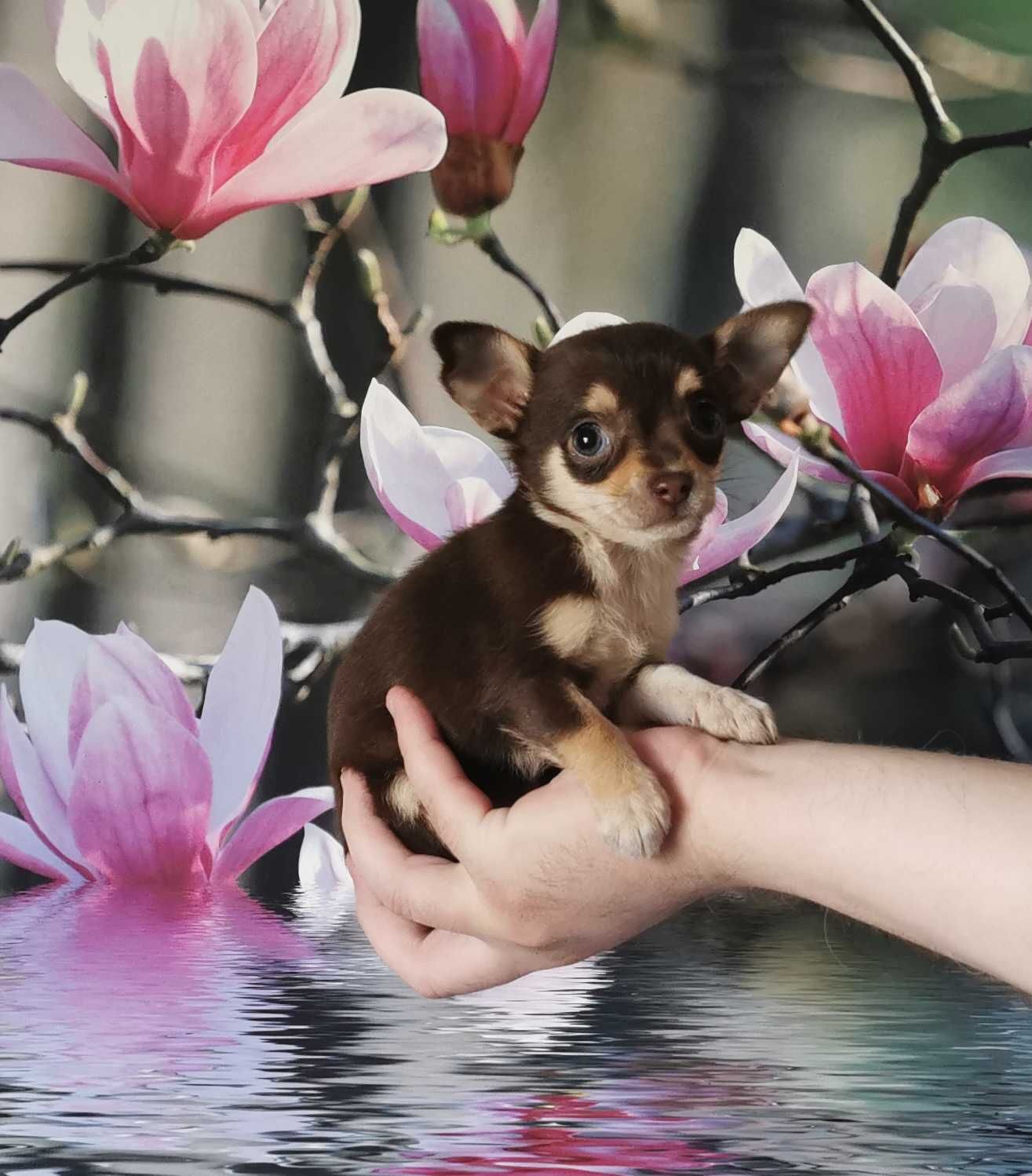 Cudowna dziewczynka rasy CHIHUAHUA !!!