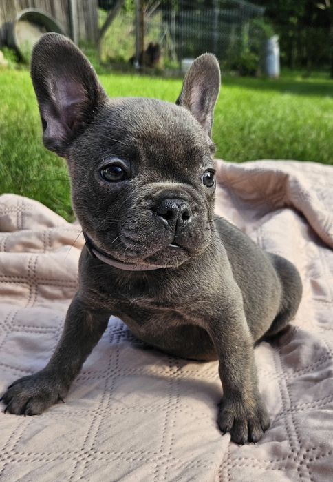 Buldog francuski