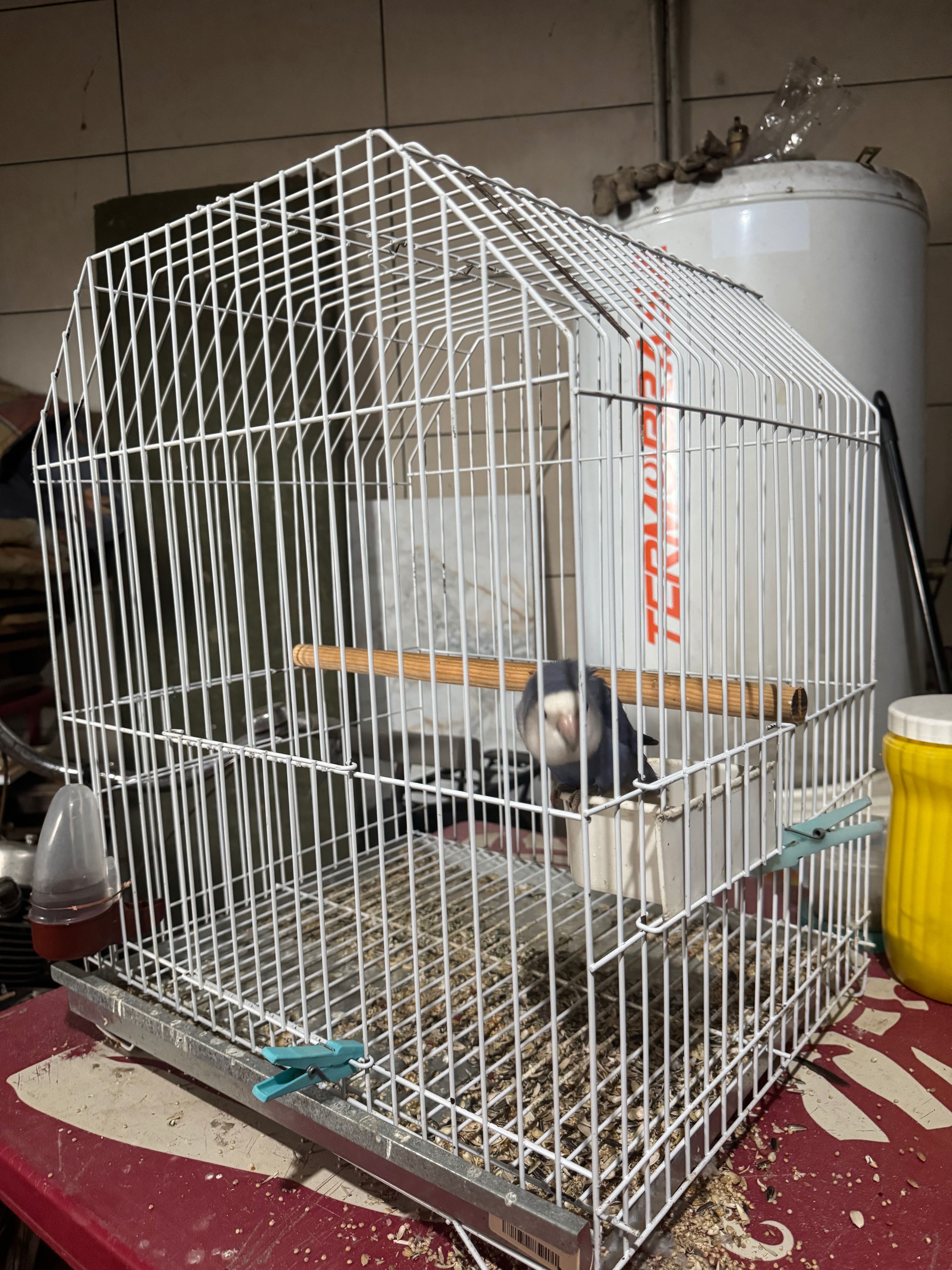 Agaporni domesticado, gaiola e comedouros