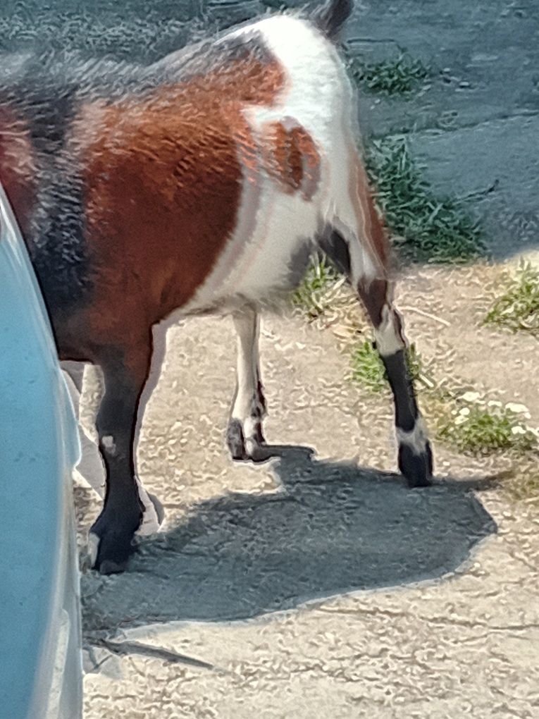 Cabrito anã para venda