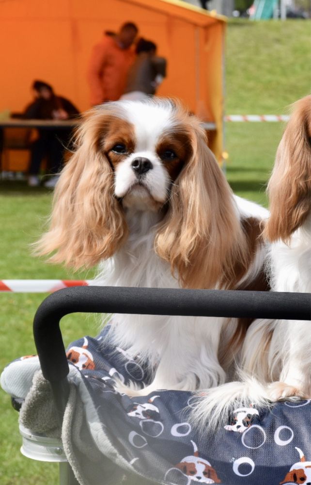 Szczeniak Cavalier King Charles Spaniel FCI