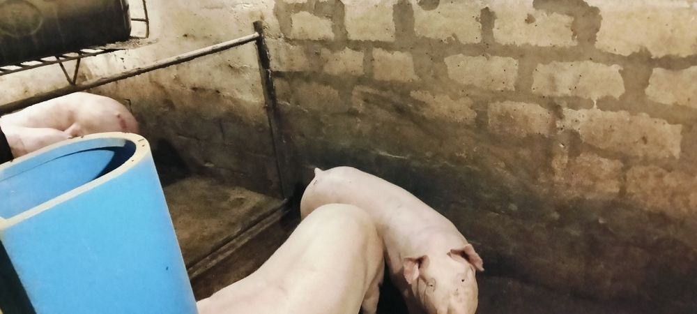 Продам свиней живою вагою