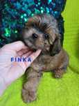 Gotowa do odbioru shihpoo