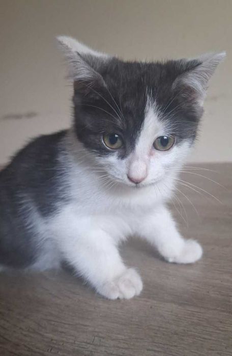 Gatinha para adoção