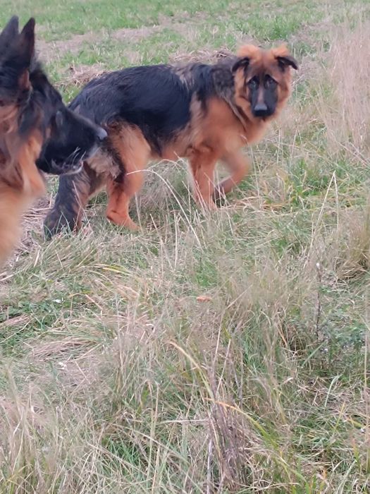 Suczka FCI długowłosa Owczarek Niemiecki