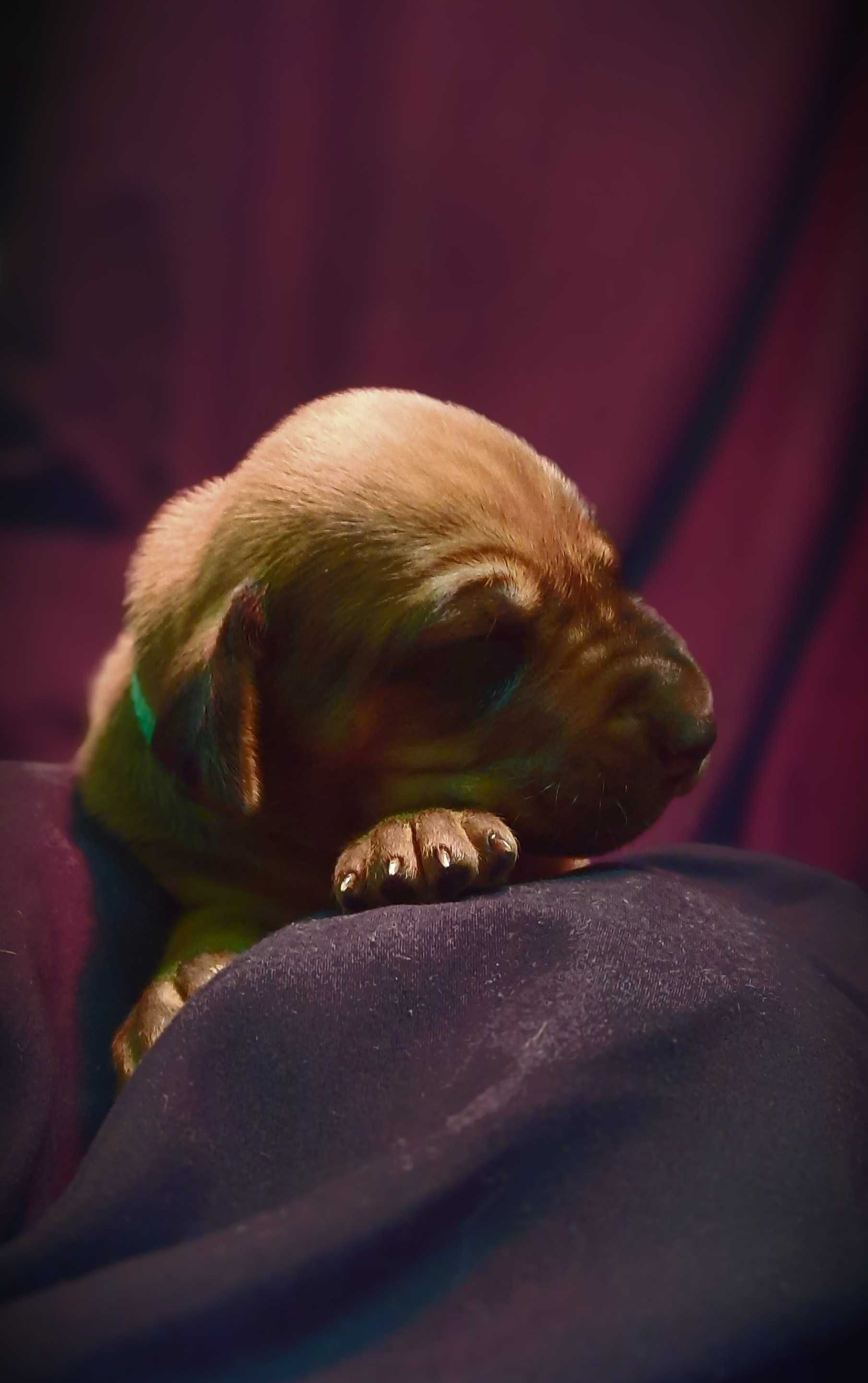 Szczeniak Rhodesian Ridgeback - Hodowla ZKwP/FCI