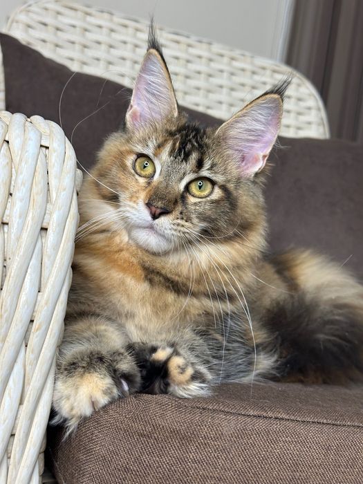 Charlotte-kotka Maine Coon