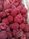 Sprzedam maliny.