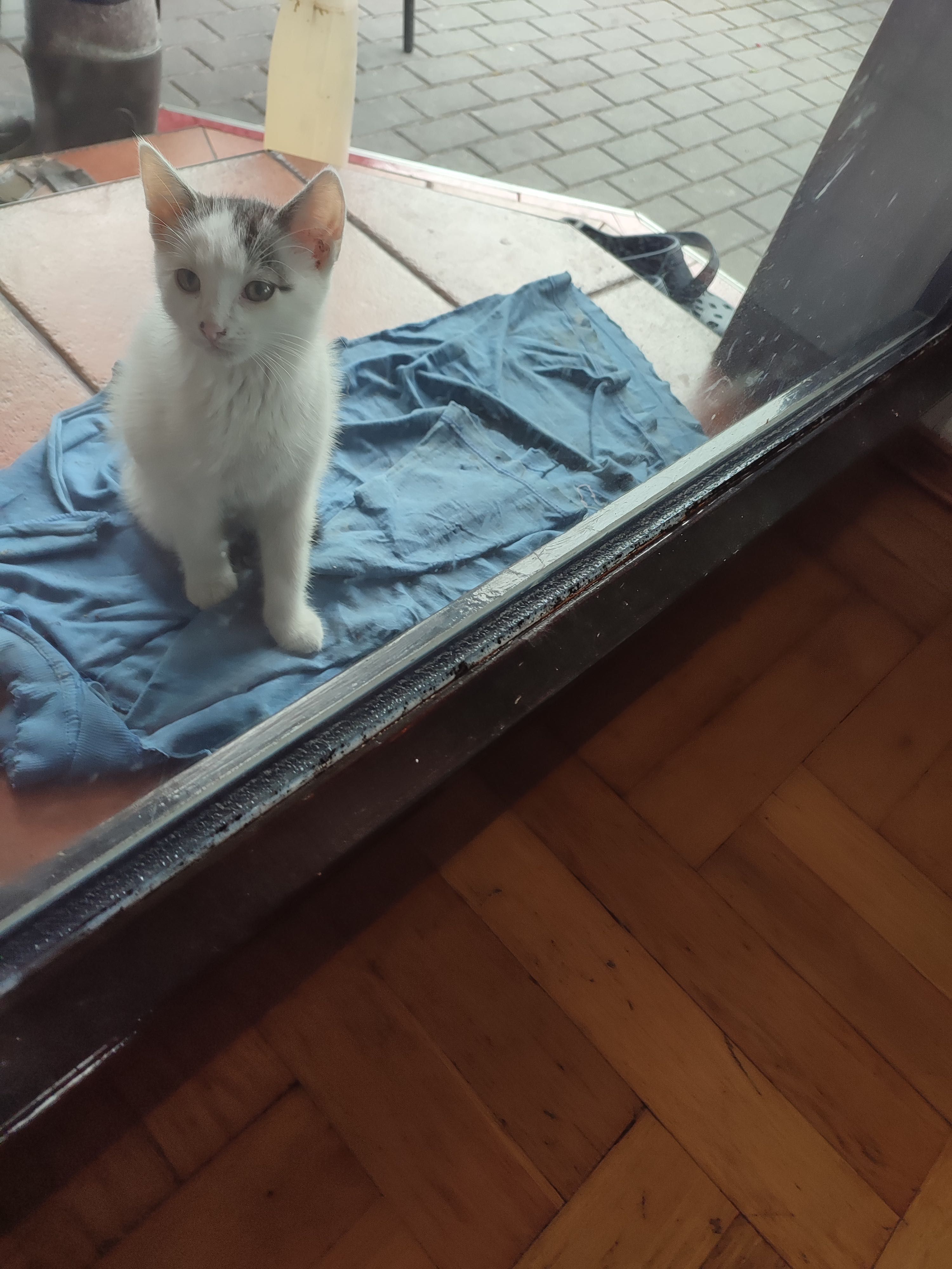 Oddam za darmo kotka samca ponad 2 miesięcznego