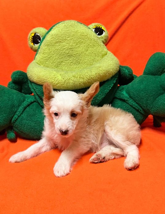 Chiński Grzywacz  piesek po Championach