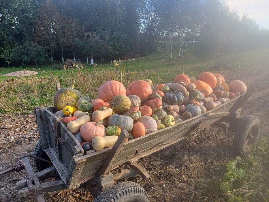 Dynie  różne odmiany