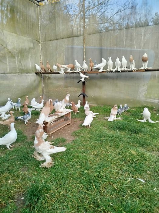 Gołębie Garłacze Pomorskie Kariery Rzeszowskie Niemiecki Wystawowy