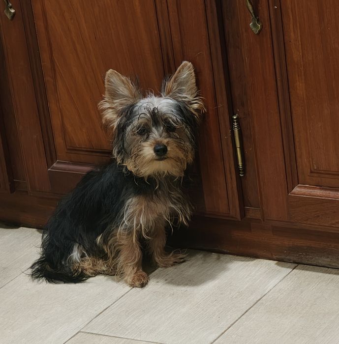 Yorkshire terrier miniatura  macho puro