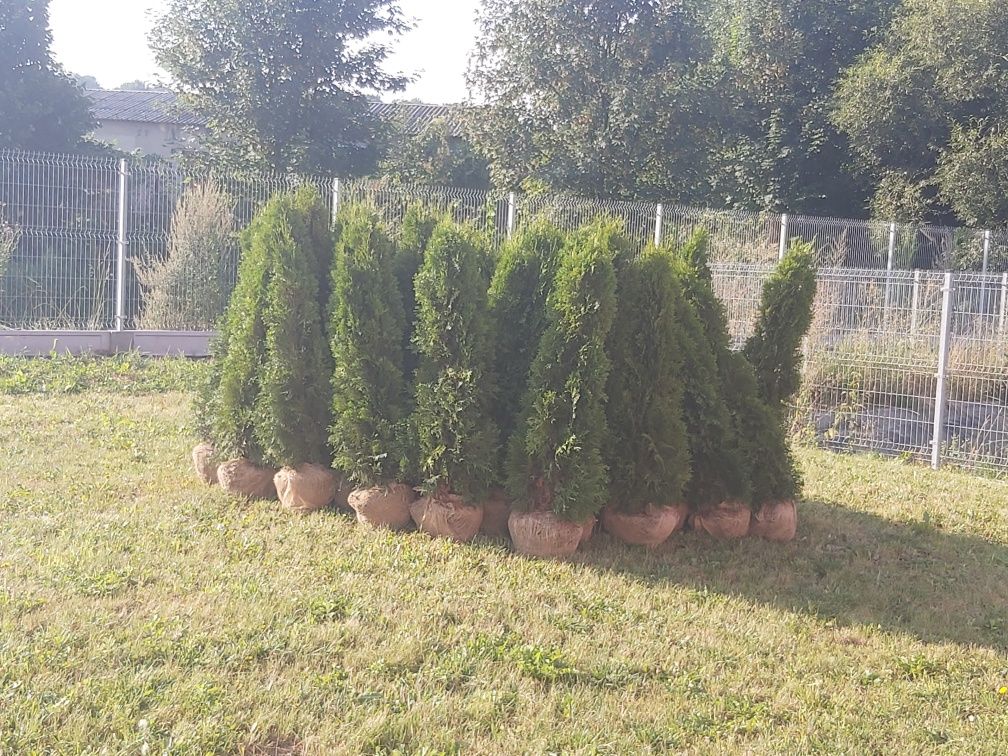 Tuja szmaragd 120-130cm