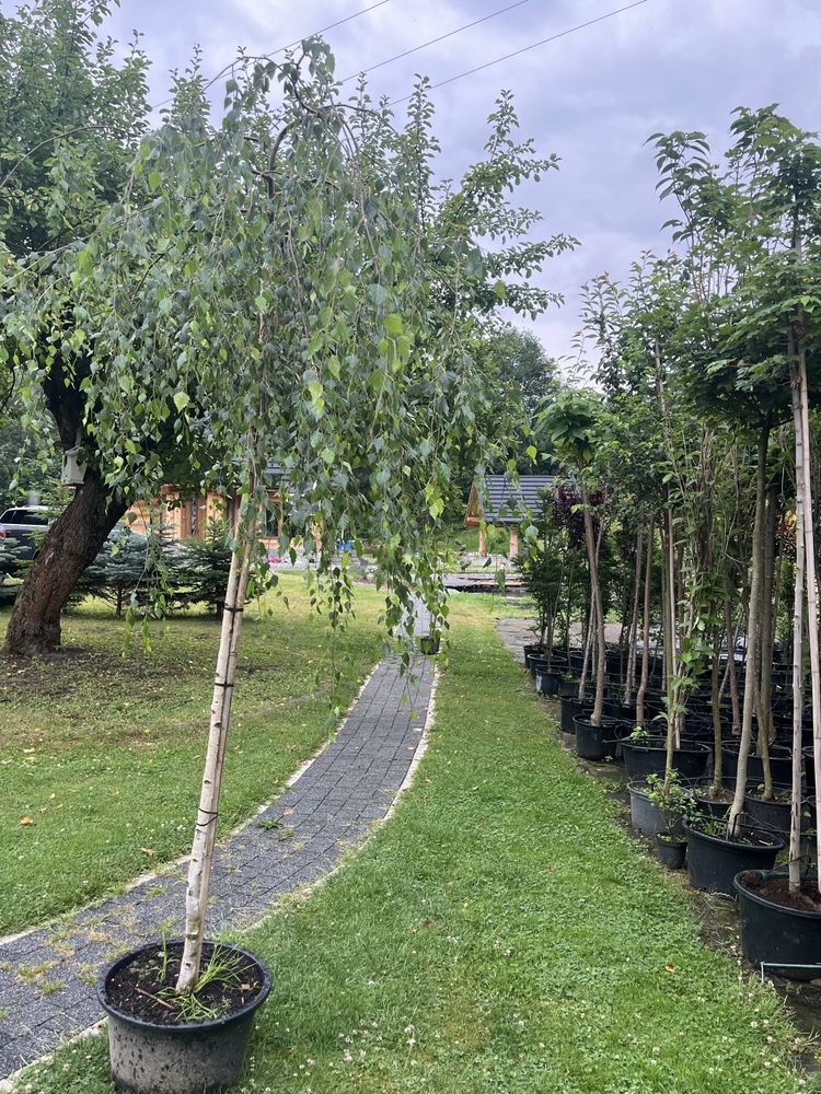 Brzoza płacząca Pendula