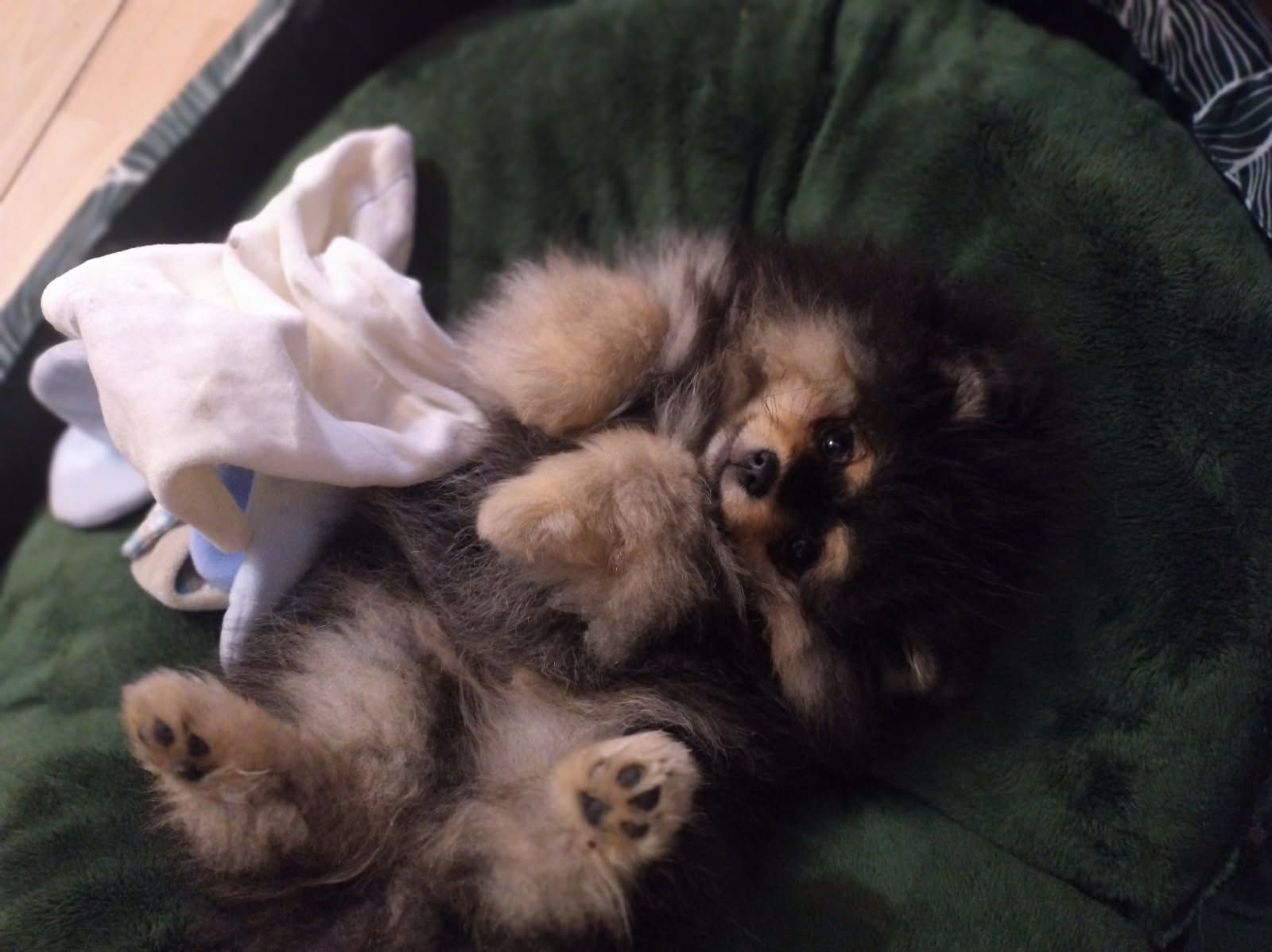 Szpic miniaturowy Pomeranian FCI ZkwP