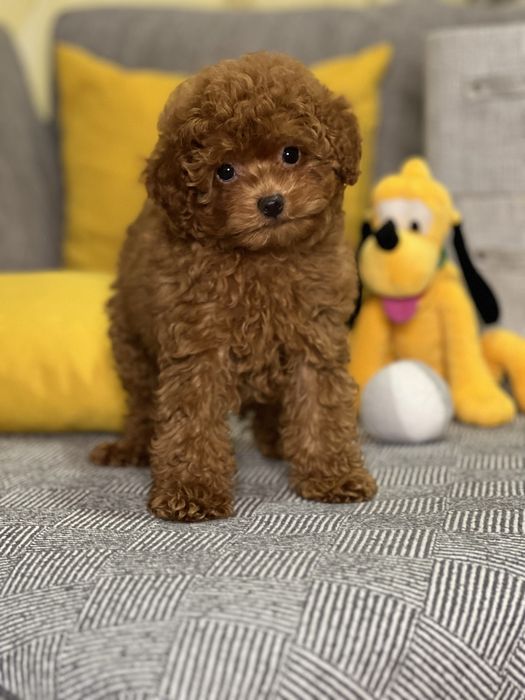 Редбраун темная карамель Мальтипу Ф2 !!!