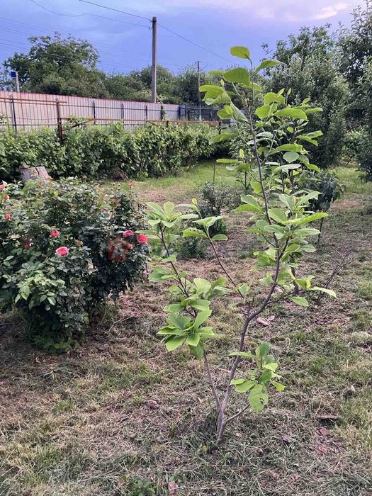 Будинок с.Вільна Тарасівка, Білоцерківського р-н,Без %