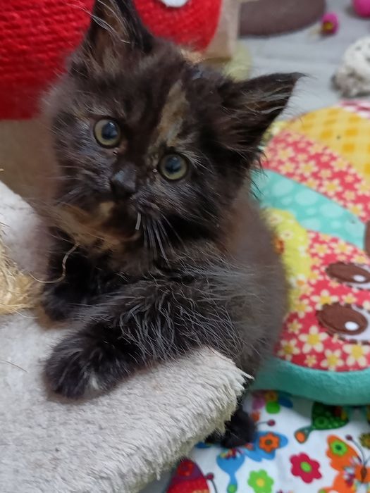 Koteczka Syberyjska gotowa do zmiany domu.