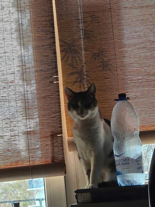 Віддам у добрі руки кішку на ім’я Тесі!