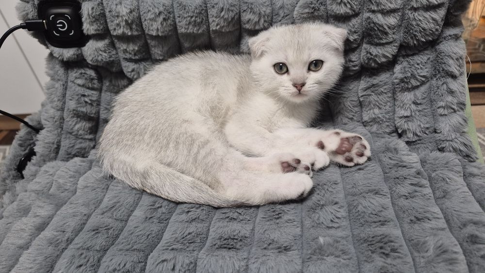 Шотландский котёнок серебристая шиншилла вислоухий мальчик шиншила
