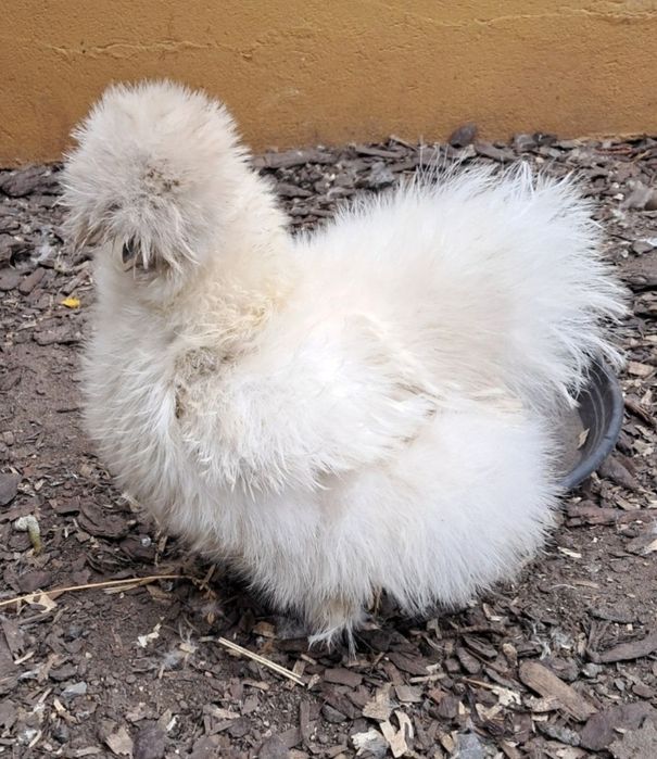 Silki USA Satyny loki