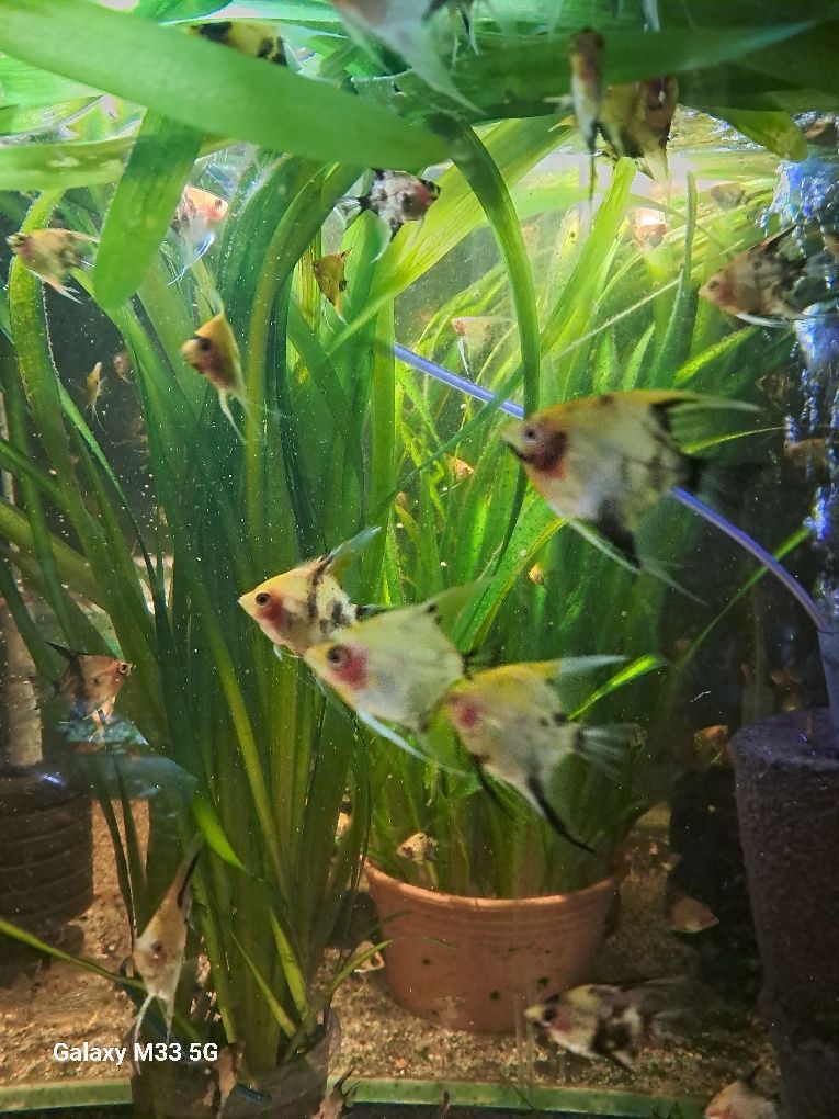 Skalar koi red devil