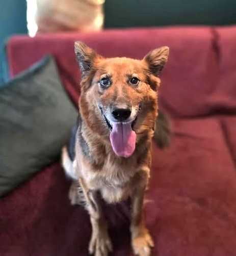 Cudna, kochana, łagodna, przytulaśna sunia prosi o dom