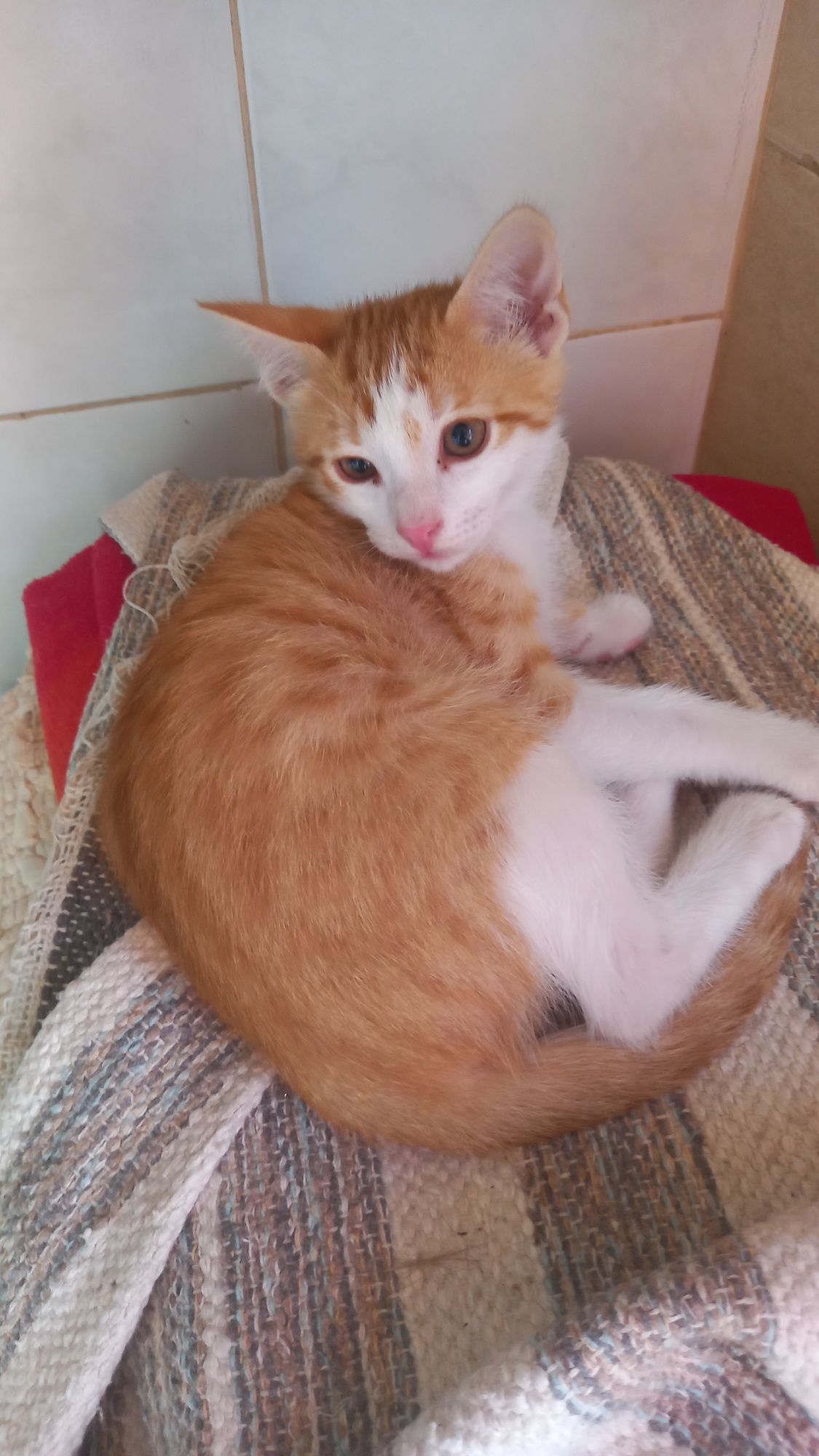 Gatinho para adopção  com dois meses.