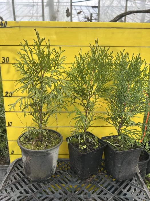 Смарагд-гуртом, горщик п9, 0,75, с2