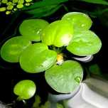 Limnobium laevigatum (rozłogowe) - Amazon frogbit - roślina pływająca