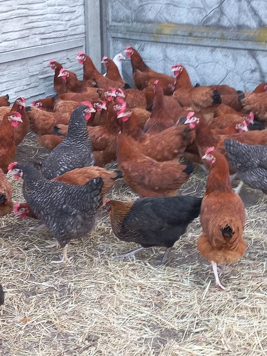 Kury Nioski Rosa!  Wysyłka od 10 sztuk.