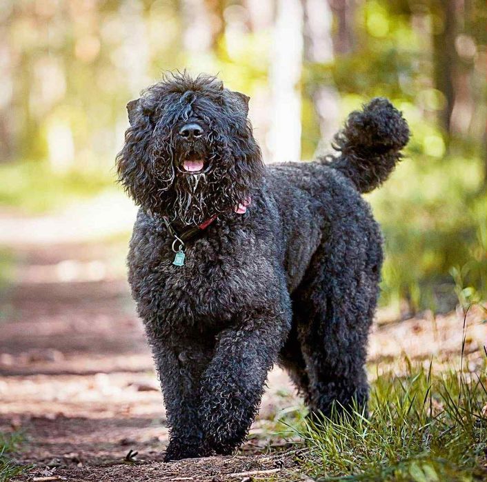 BOUVIER DES FLANDRES mala dziewczynka