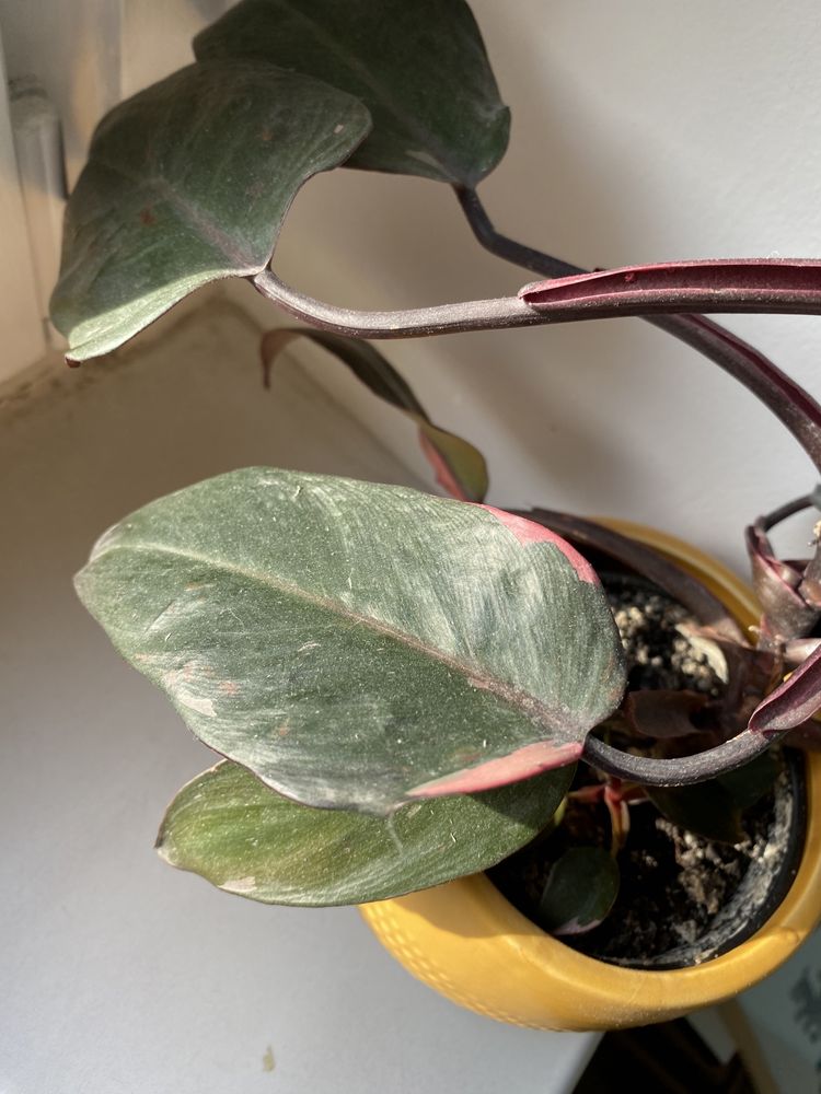 Kwiat kwiatek Filodendron Pink Princess Philodendron roślina doniczkow
