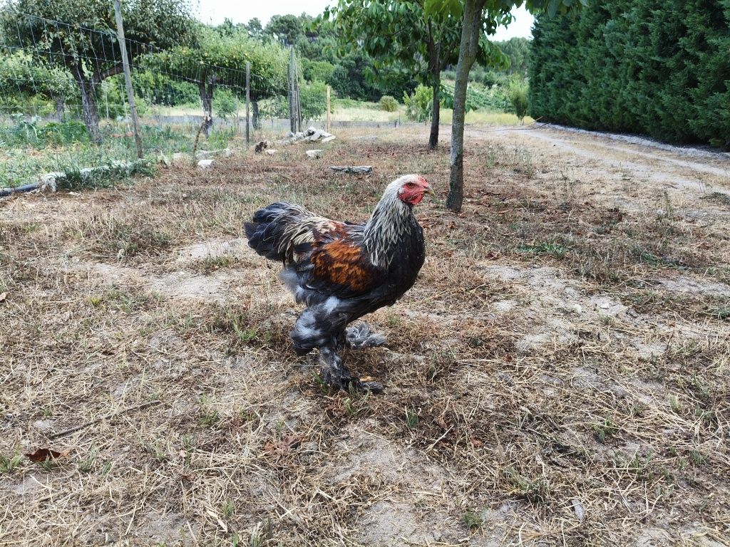 Galos ou Casal Brahma