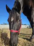 Égua Cruzada Frisio com Lusitano sem papeis