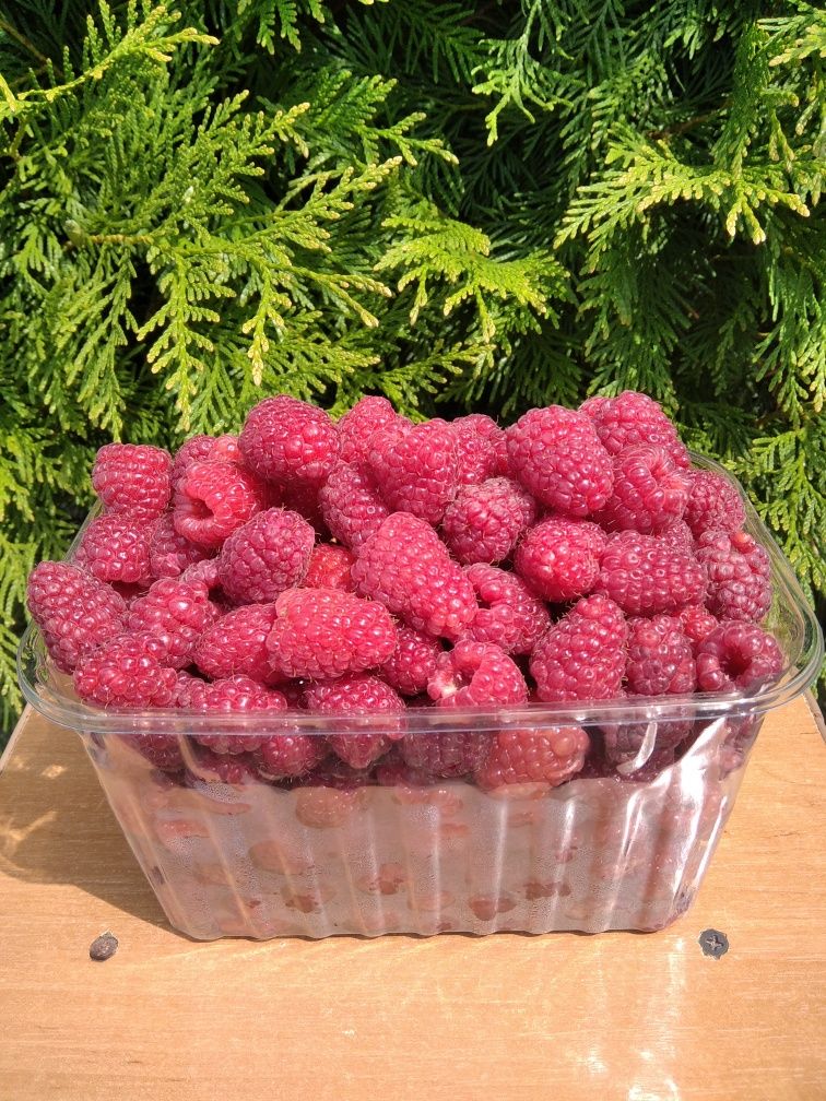 Малина "РЕМАРКА" (Ремонтантна).