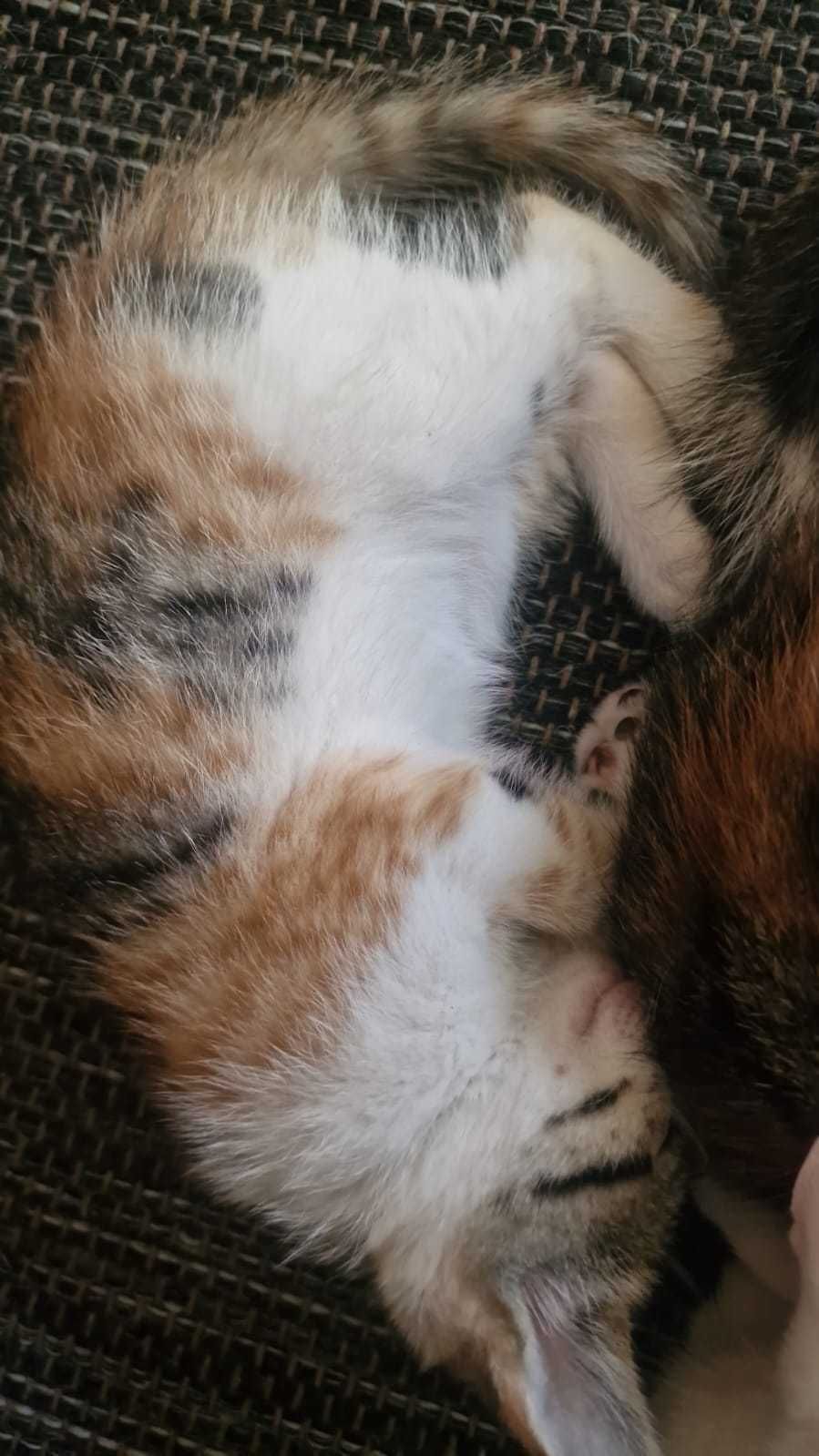 Gatinhos com 6 semanas