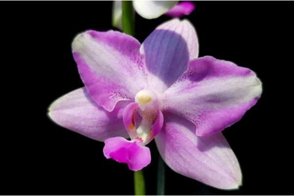 Продам орхидею фаленопсис Chiada Alice x bellina