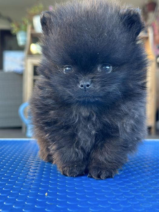 Szpic miniaturowy pomeranian