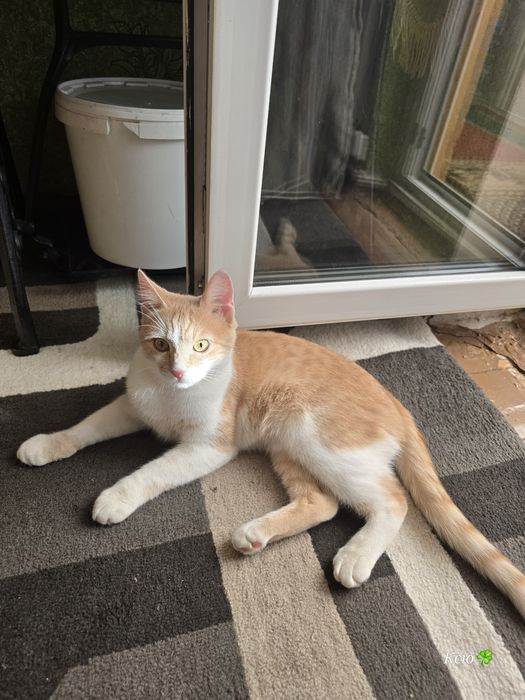 Отдам кота "Мурчик "в добрые руки