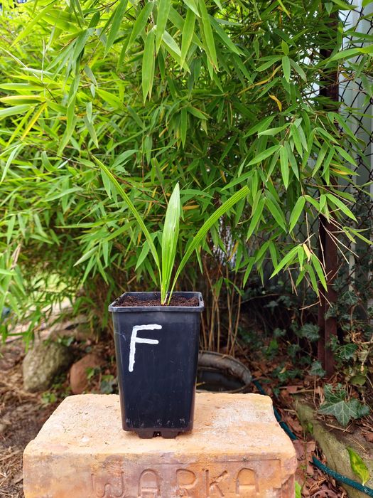 Palma mrozoodporna Trachycarpus fortunei –12°C +GRATIS