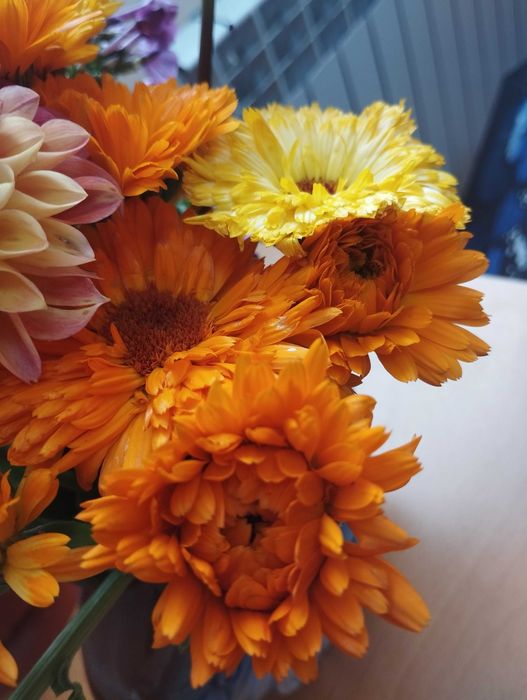 Насіння календули махрової