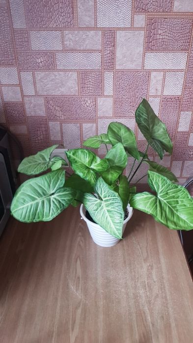 Сингониум с горшком