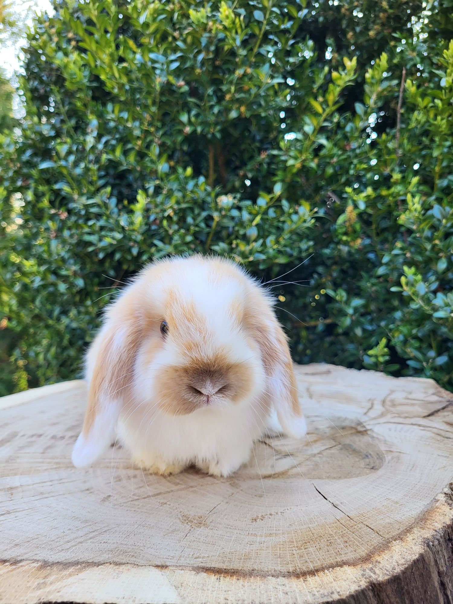 Urocze króliczki Mini Lop ( króliczki miniaturki)