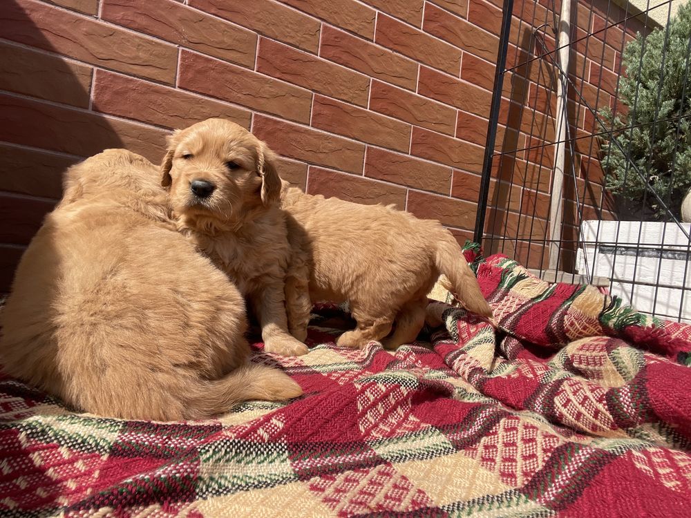 Golden retriever gold ciemno złote suczka