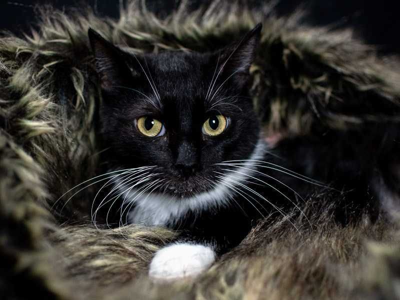 Tarkek - elegancka koteczka do podziwiania | do adopcji za darmo