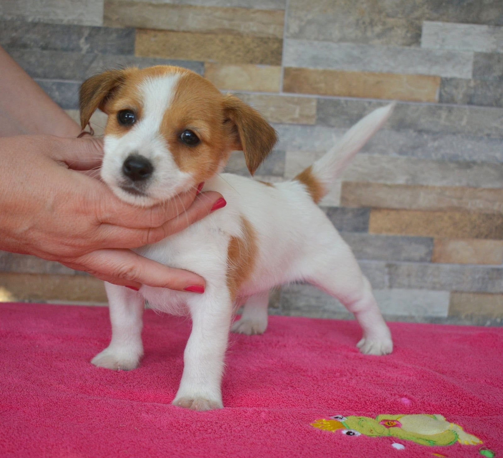 Jack Russell Terrier śliczny piesek ZKwP FCI rodowód